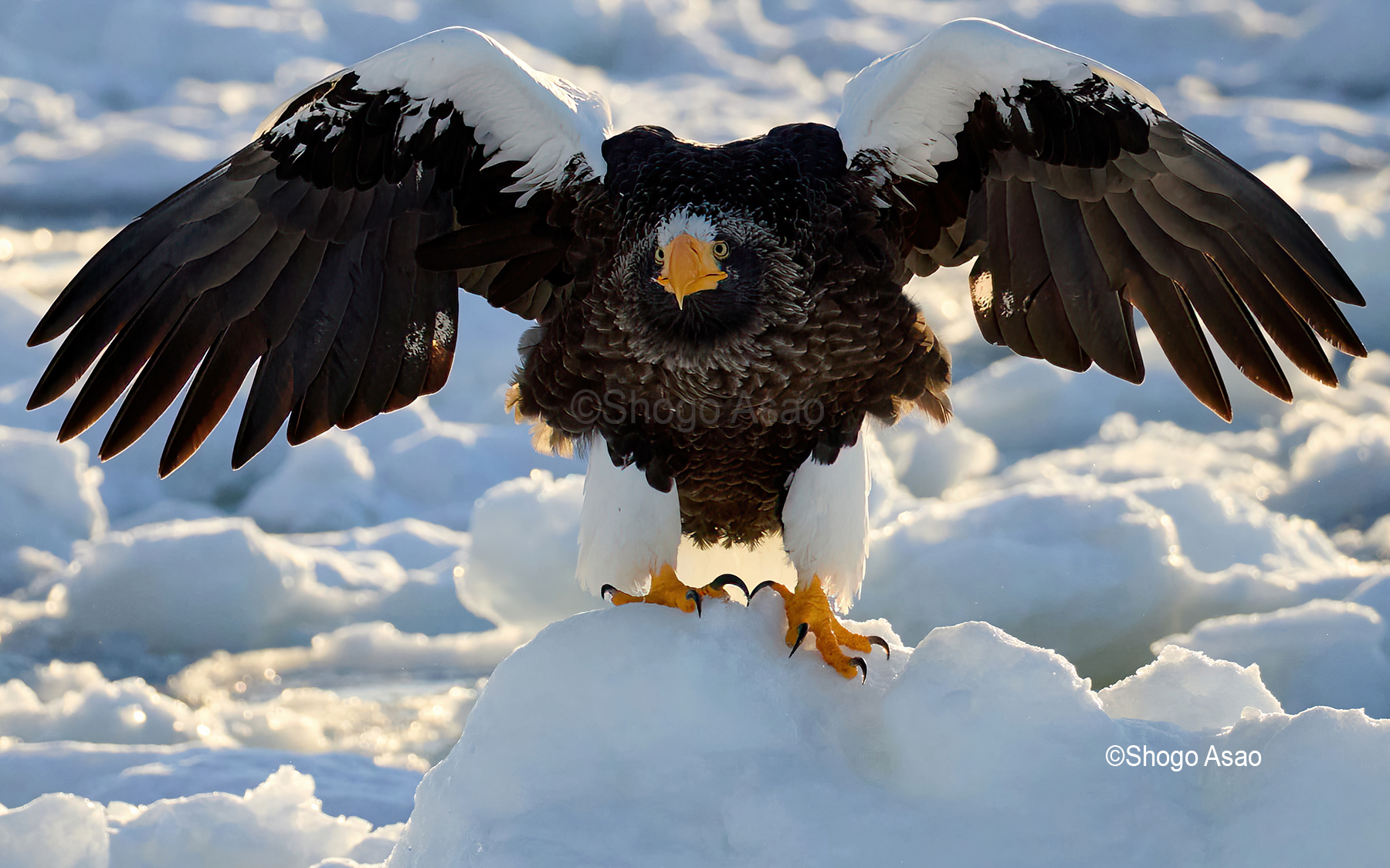 オオワシ　Steller's sea eagle